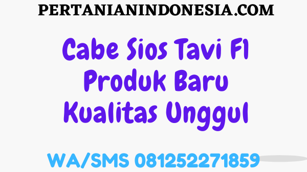 Cabe Sios Tavi F1 Produk Baru Kualitas Unggul